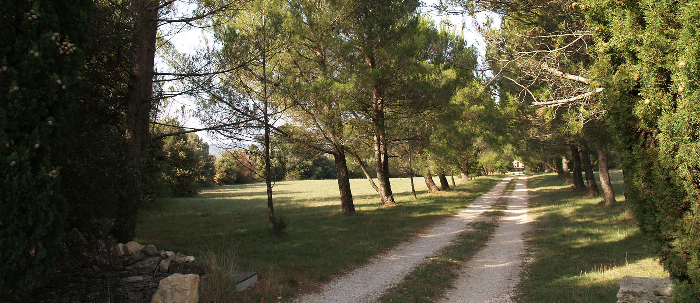 La grande allée des pins devant le château.
